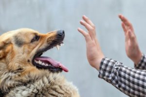 dog bite attorneys in Washington State