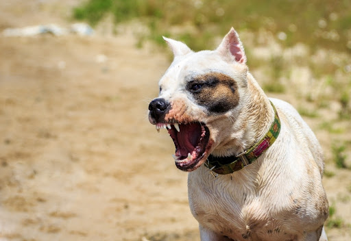 Dog Attack: What to Do If I Was Threatened by an Unleashed Dog