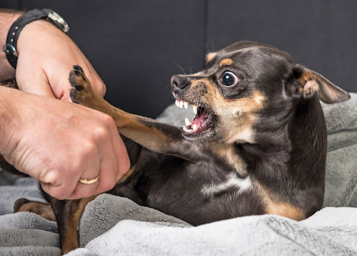 An aggressive dog who is about to bite.