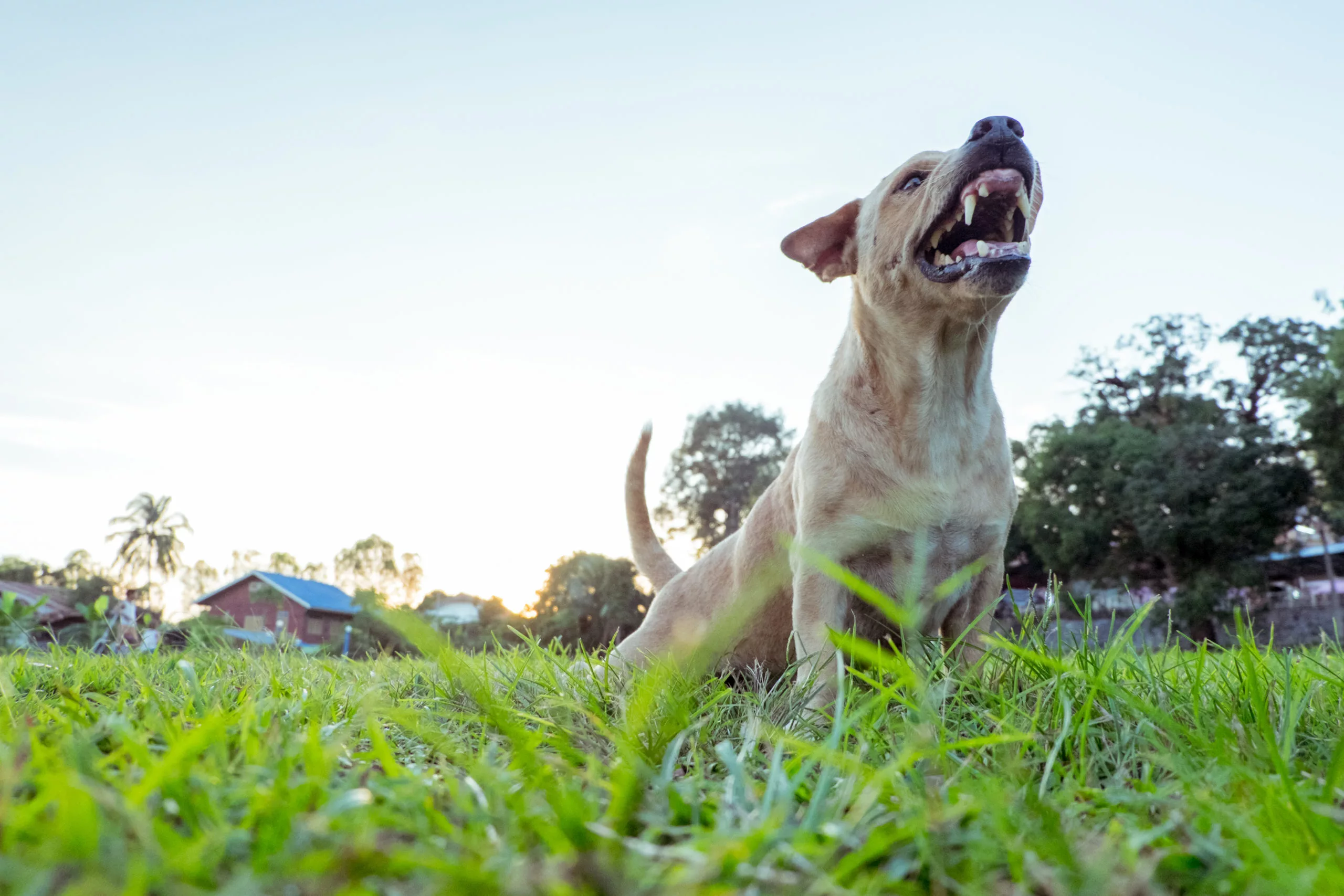 Dog bite treatment outlet uptodate