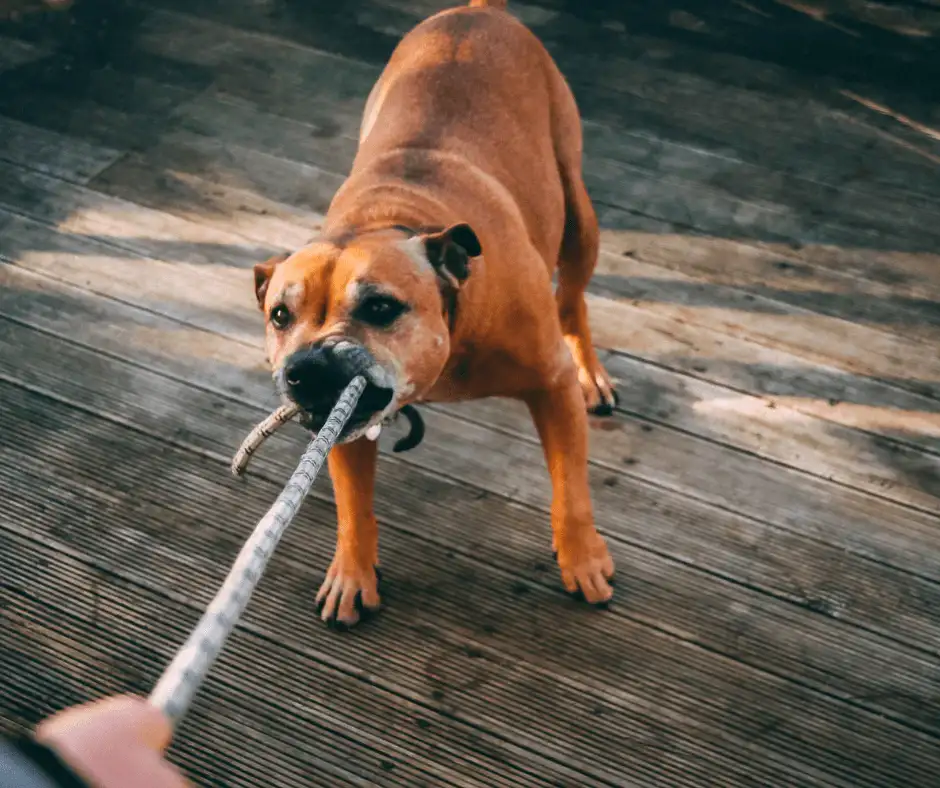 Tacoma Dog Bite Lawyers
